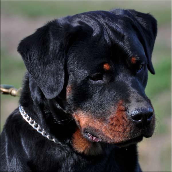 Bess head 0083