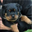 Mr Lt Blue