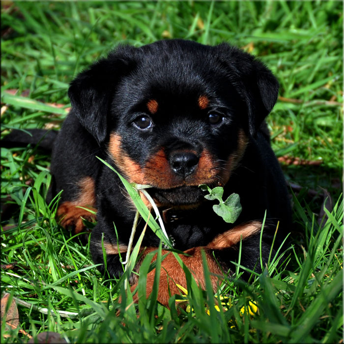 Siegertal Pia 8 Weeks