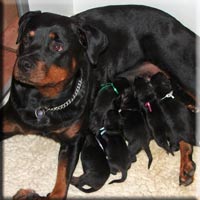 Xandra and pups