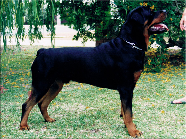 Kameraden Boris Maximus