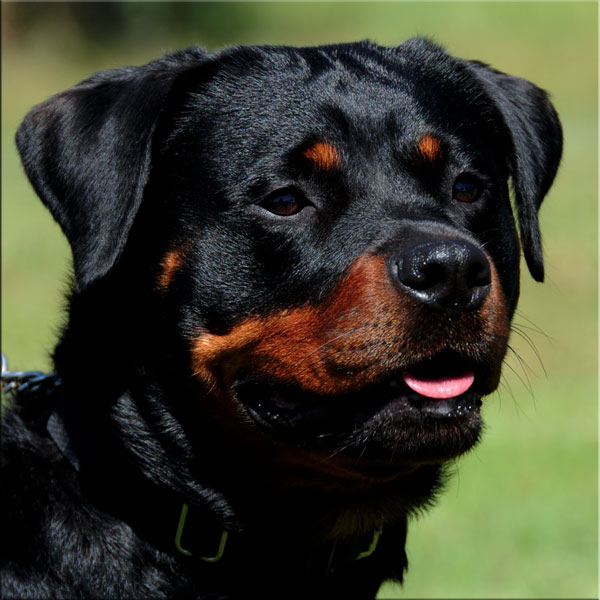 Siegertal Oprah