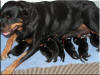 QKizzie and pups 6380