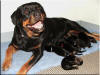 QKizzie and pups 6396