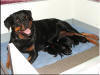 QKizzie and pups 6398