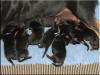 QKizzie and pups 6403