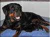 QKizzie and pups 0352