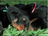 Miss Green and Miss Red 6493