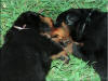 Mr Black and Miss Lt Pink 6498
