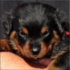 Miss Red 0099