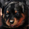 Mr Black 0204
