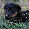 Mr Black 0408