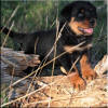 Mr Black 0460