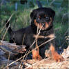 Mr Black 0461