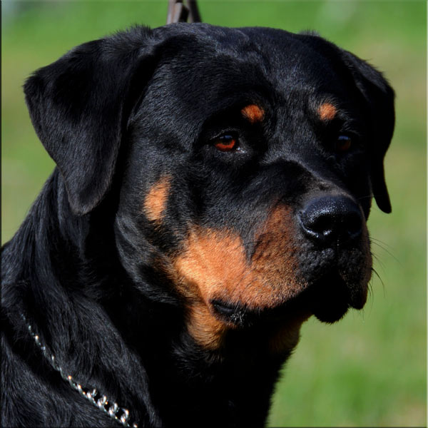 Sami head 3334