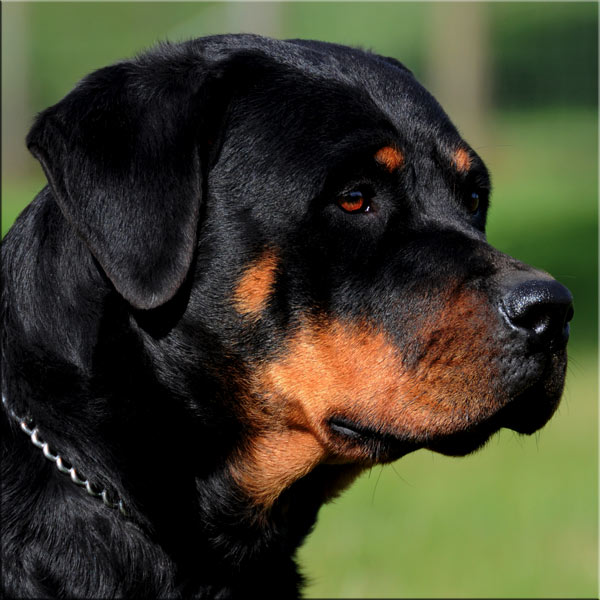 Sami head 3379