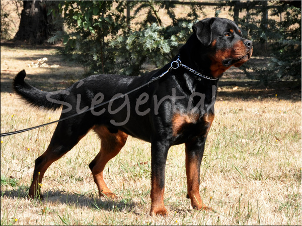 Siegertal Zak vom BLIX